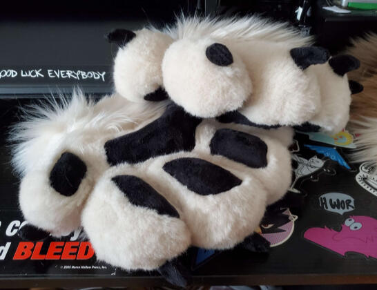 Gris the coyote's paws.