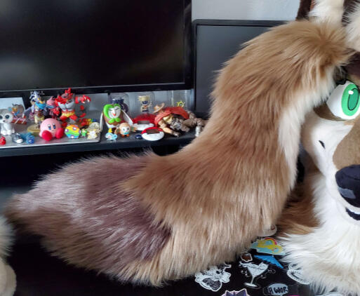 Gris the coyote's tail.