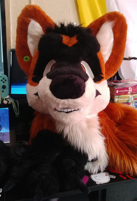 Another view of the head and a paw of Sign, a red and black dhole.