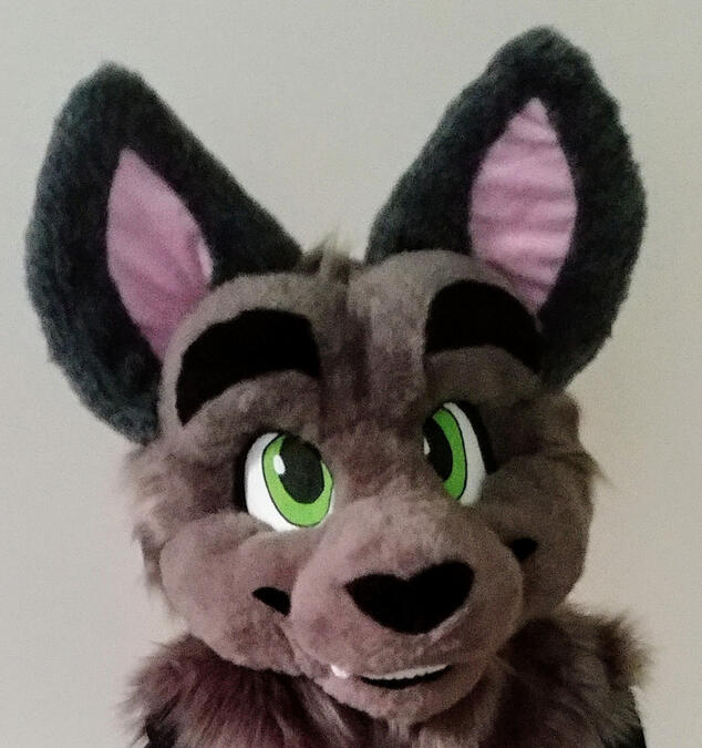 The head of Jethro, a grey cat.