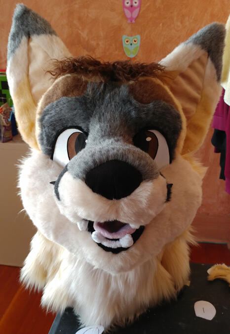 velox2 Another view of Velox, a naturally colored swift fox with curled brown hair atop his head.