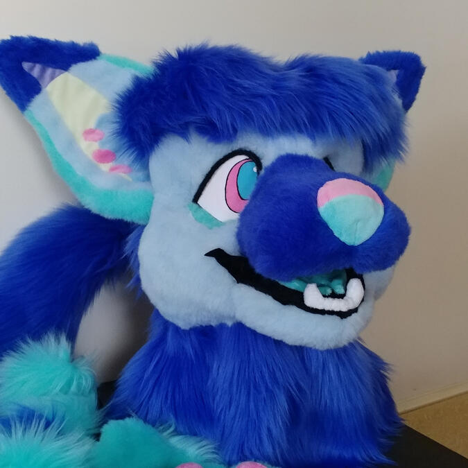 The head of Incu, a blue bat-eared fox.