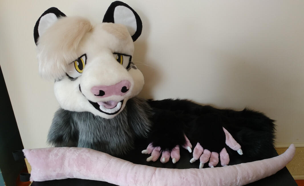 The head, hands, tail, and armsleeves of Houseguest, a naturally colored Virginia opossum.