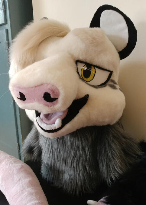 The head of Houseguest, a naturally colored Virginia opossum.